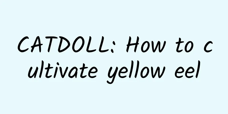 CATDOLL: How to cultivate yellow eel