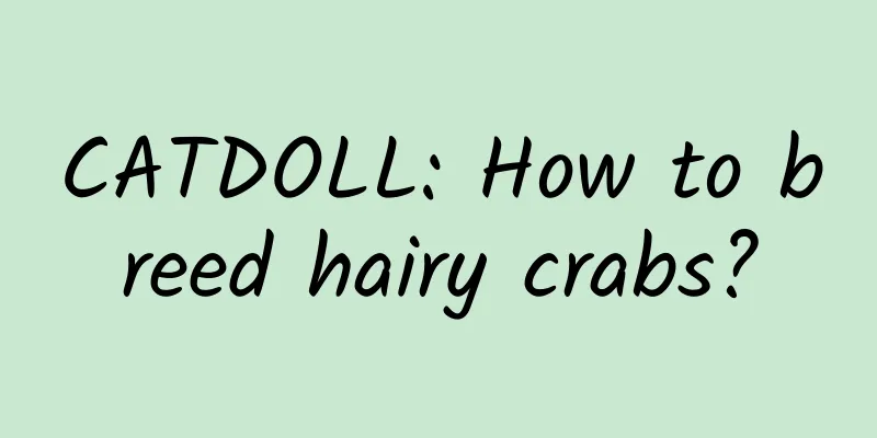 CATDOLL: How to breed hairy crabs?