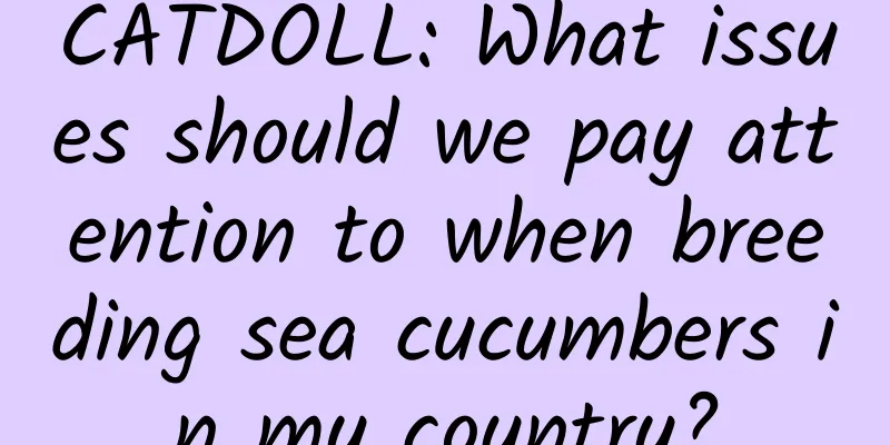 CATDOLL: What issues should we pay attention to when breeding sea cucumbers in my country?