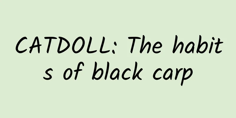CATDOLL: The habits of black carp
