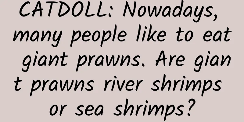 CATDOLL: Nowadays, many people like to eat giant prawns. Are giant prawns river shrimps or sea shrimps?