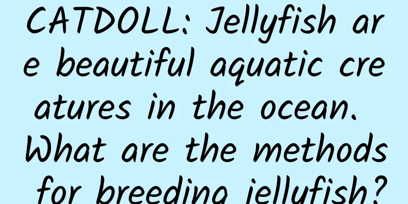 CATDOLL: Jellyfish are beautiful aquatic creatures in the ocean. What are the methods for breeding jellyfish?