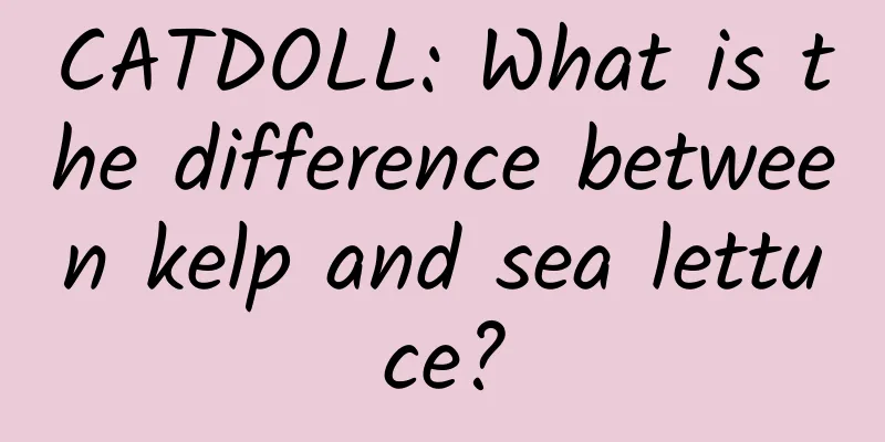 CATDOLL: What is the difference between kelp and sea lettuce?