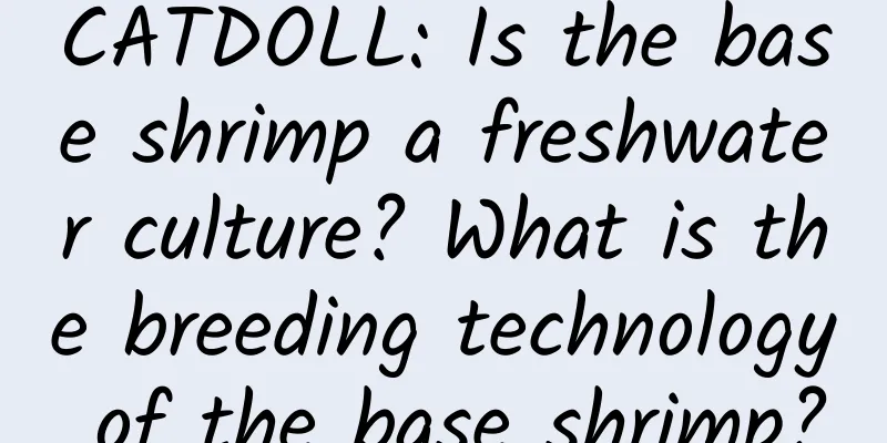 CATDOLL: Is the base shrimp a freshwater culture? What is the breeding technology of the base shrimp?