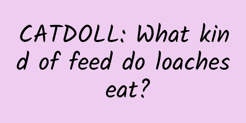 CATDOLL: What kind of feed do loaches eat?