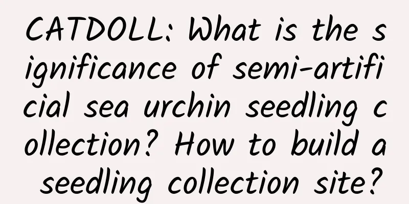 CATDOLL: What is the significance of semi-artificial sea urchin seedling collection? How to build a seedling collection site?