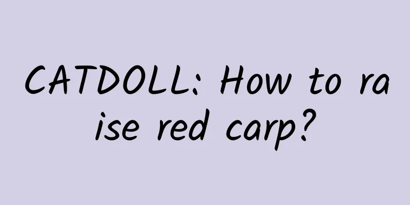 CATDOLL: How to raise red carp?