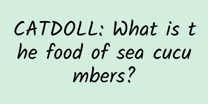 CATDOLL: What is the food of sea cucumbers?