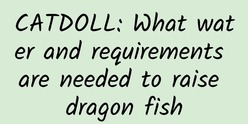 CATDOLL: What water and requirements are needed to raise dragon fish