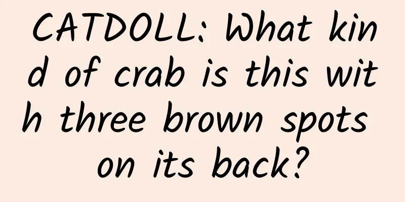 CATDOLL: What kind of crab is this with three brown spots on its back?