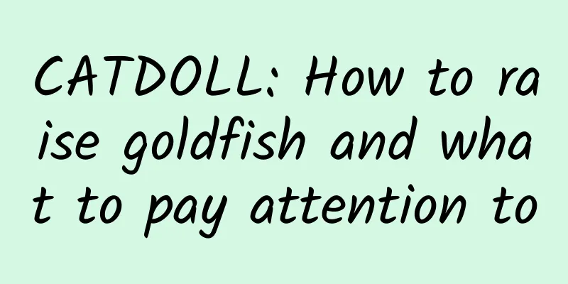 CATDOLL: How to raise goldfish and what to pay attention to