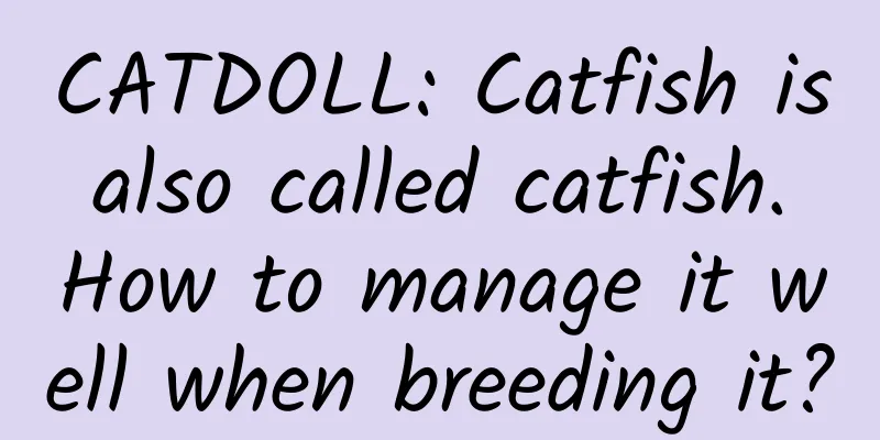 CATDOLL: Catfish is also called catfish. How to manage it well when breeding it?