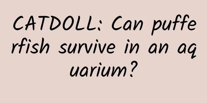 CATDOLL: Can pufferfish survive in an aquarium?