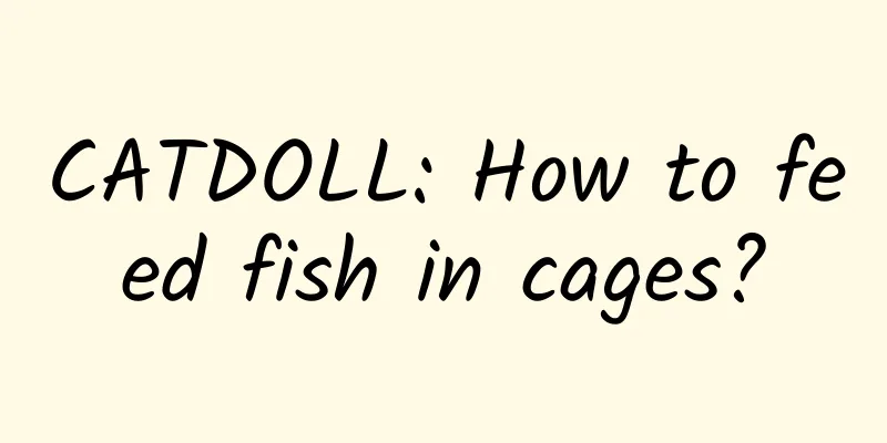 CATDOLL: How to feed fish in cages?