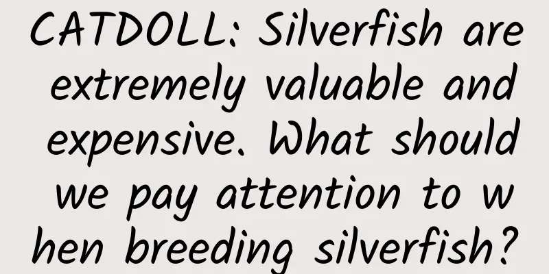 CATDOLL: Silverfish are extremely valuable and expensive. What should we pay attention to when breeding silverfish?