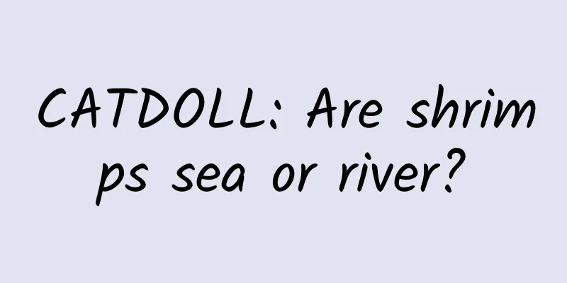 CATDOLL: Are shrimps sea or river?