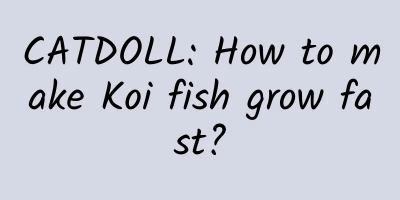 CATDOLL: How to make Koi fish grow fast?