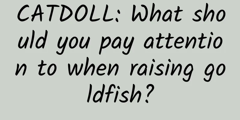 CATDOLL: What should you pay attention to when raising goldfish?