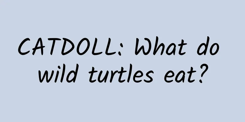 CATDOLL: What do wild turtles eat?