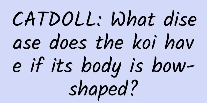 CATDOLL: What disease does the koi have if its body is bow-shaped?