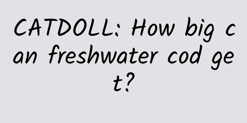 CATDOLL: How big can freshwater cod get?