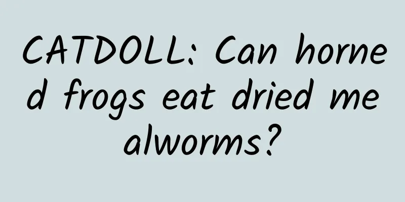 CATDOLL: Can horned frogs eat dried mealworms?