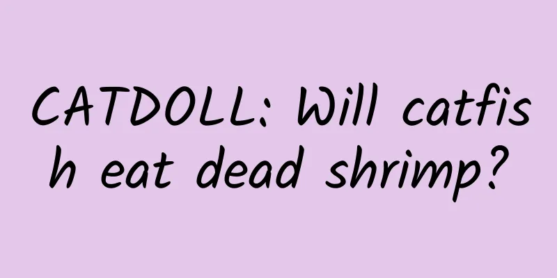 CATDOLL: Will catfish eat dead shrimp?