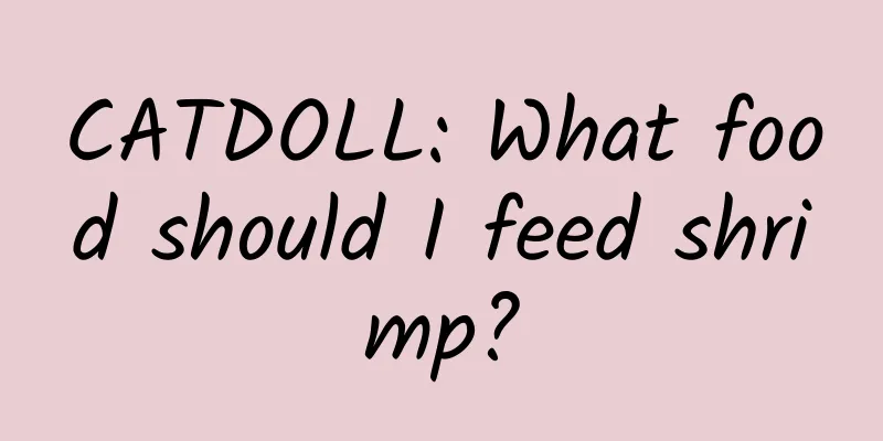 CATDOLL: What food should I feed shrimp?
