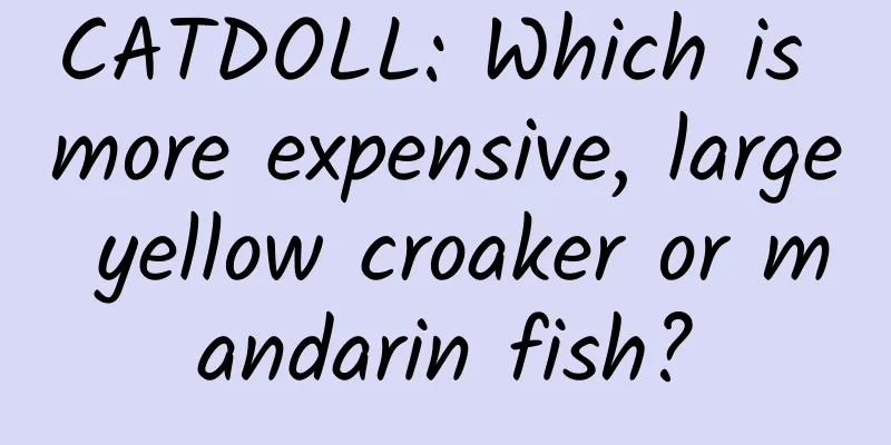 CATDOLL: Which is more expensive, large yellow croaker or mandarin fish?