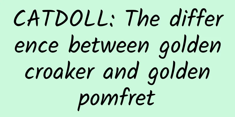 CATDOLL: The difference between golden croaker and golden pomfret