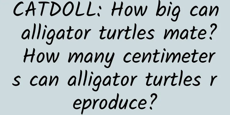 CATDOLL: How big can alligator turtles mate? How many centimeters can alligator turtles reproduce?