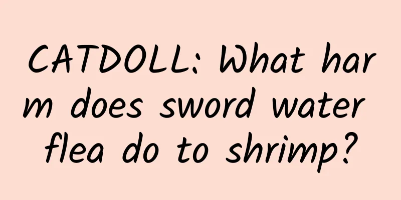 CATDOLL: What harm does sword water flea do to shrimp?