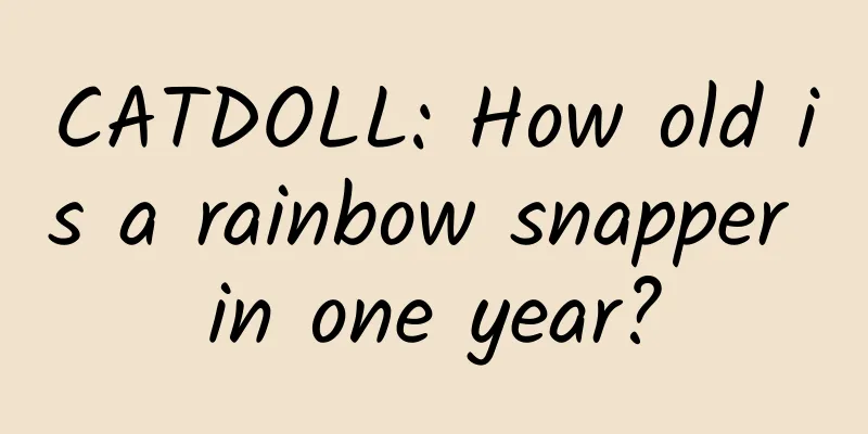 CATDOLL: How old is a rainbow snapper in one year?