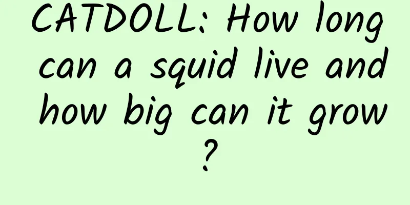 CATDOLL: How long can a squid live and how big can it grow?