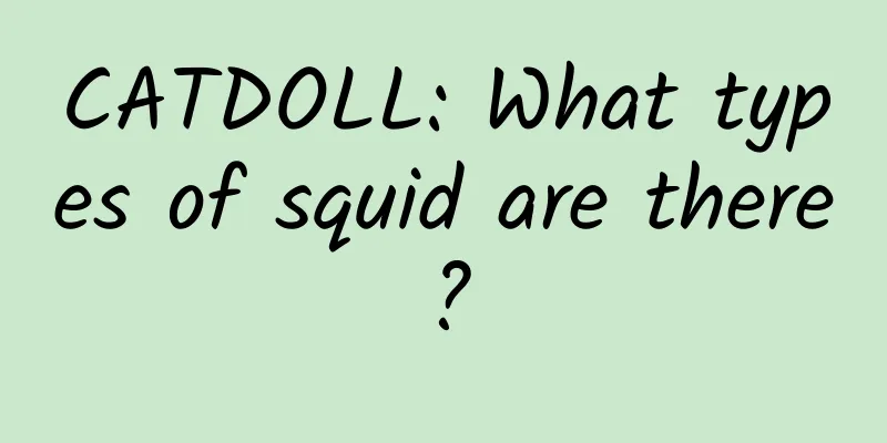 CATDOLL: What types of squid are there?