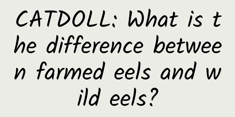 CATDOLL: What is the difference between farmed eels and wild eels?