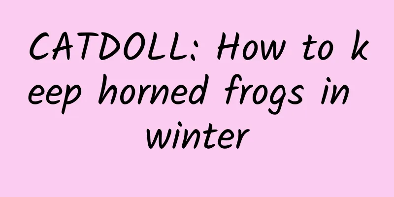 CATDOLL: How to keep horned frogs in winter