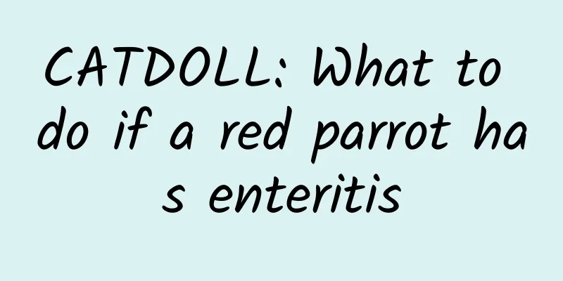 CATDOLL: What to do if a red parrot has enteritis