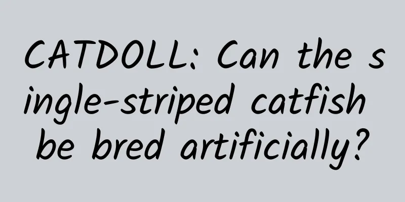 CATDOLL: Can the single-striped catfish be bred artificially?