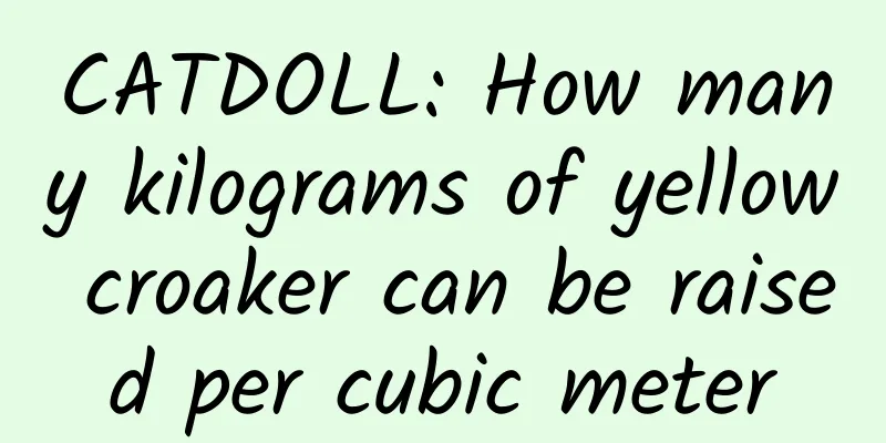 CATDOLL: How many kilograms of yellow croaker can be raised per cubic meter