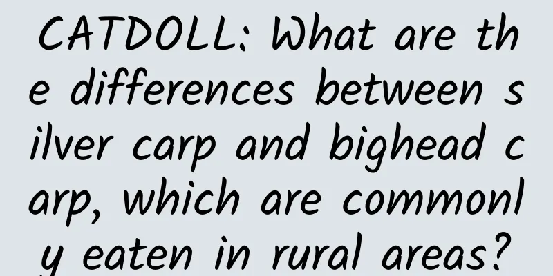 CATDOLL: What are the differences between silver carp and bighead carp, which are commonly eaten in rural areas?