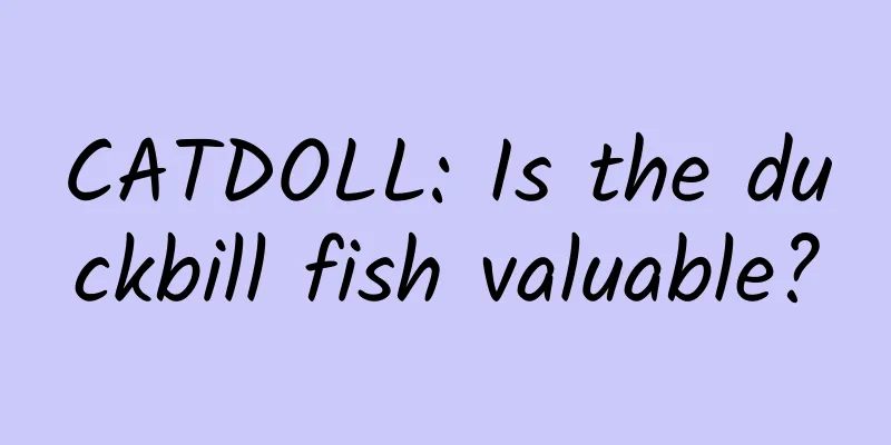 CATDOLL: Is the duckbill fish valuable?