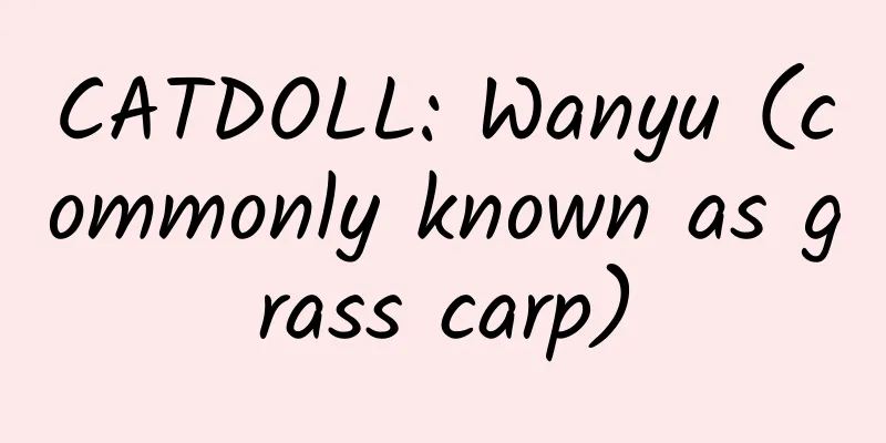 CATDOLL: Wanyu (commonly known as grass carp)