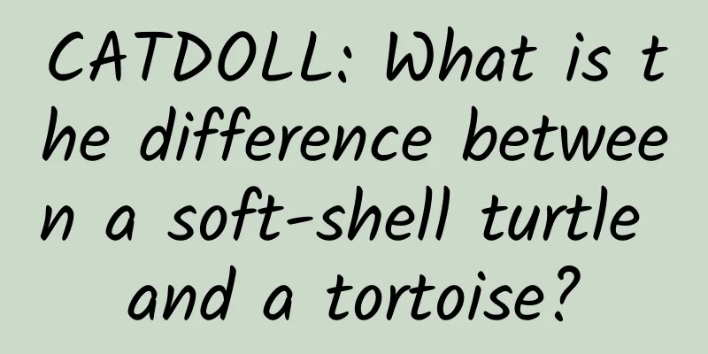 CATDOLL: What is the difference between a soft-shell turtle and a tortoise?