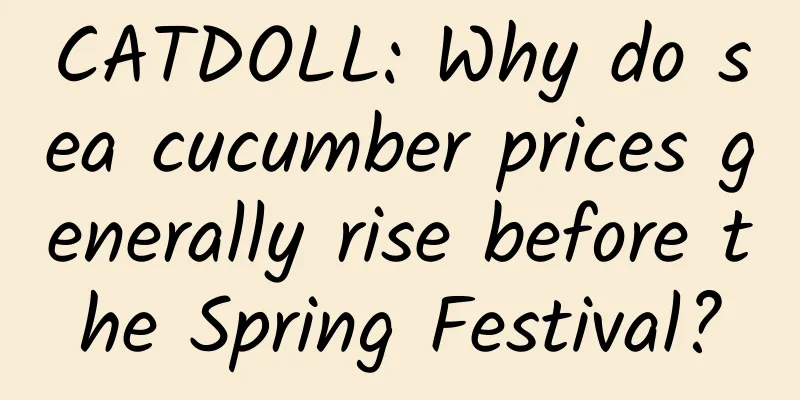 CATDOLL: Why do sea cucumber prices generally rise before the Spring Festival?