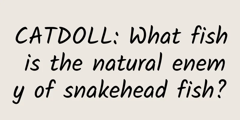 CATDOLL: What fish is the natural enemy of snakehead fish?