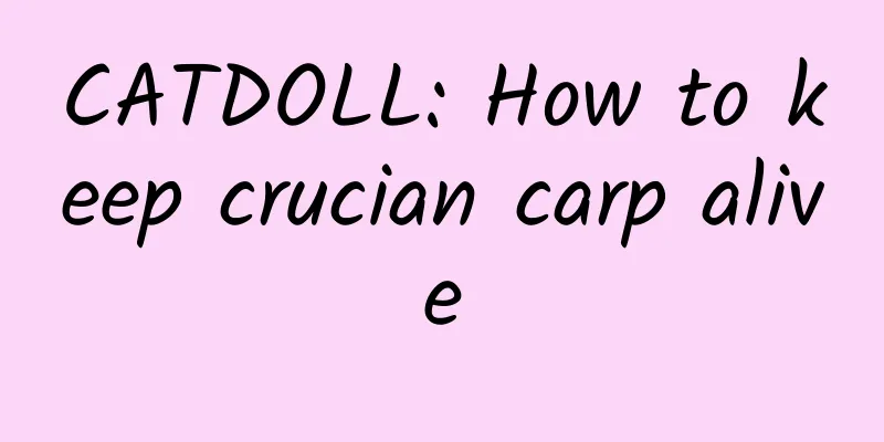CATDOLL: How to keep crucian carp alive