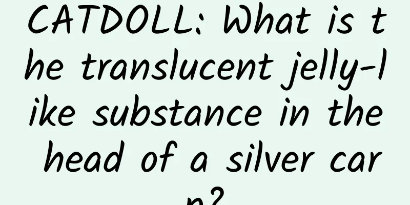 CATDOLL: What is the translucent jelly-like substance in the head of a silver carp?