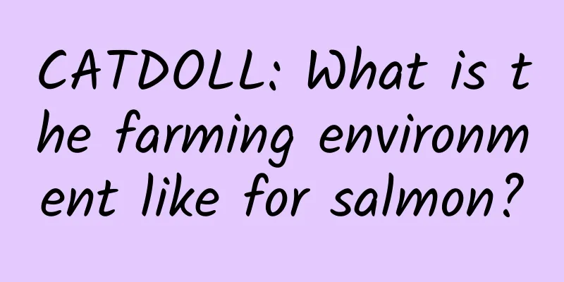 CATDOLL: What is the farming environment like for salmon?