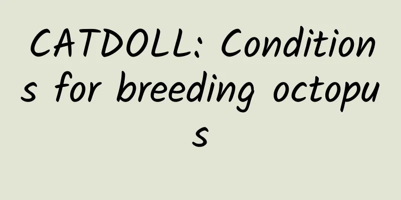 CATDOLL: Conditions for breeding octopus